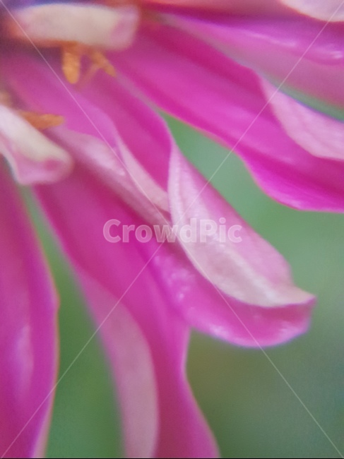 백일홍,초롱꽃목,국화과,한해살이풀,꽃,flower,식물도감,plant,beautiful,zinniaelegans,개량,식물,순수,pure,감성,꽃줄기,총포조각,7월,순결,핑크,퍼플,속씨식물,쌍떡잎,들꽃,illustrated plant book,꽃잎,내화피,암술,꽃밥,화관,갈래꽃,통꽃,수분,花冠,petal,內花被,외화피,꽃가루,충매화,돌려나기,방사대칭,양성화,화엽,꽃대,식물,자연,plants,nature,꽃,flower