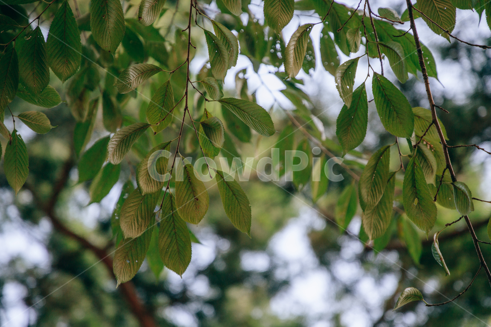 자연,식물,초록,나무,싱그러운,햇살,햇볕,tree,식물,자연,plants,nature