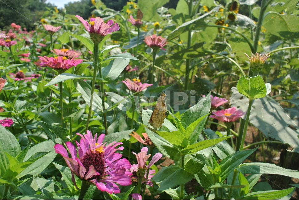 꽃,자연,하늘공원,감성사진,풀,보라꽃,식물,자연,plants,nature,꽃,flower