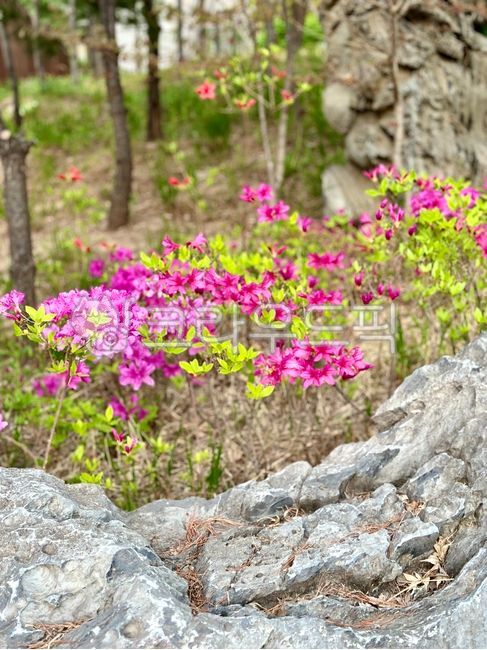 flower,꽃,철쭉,petal,꽃잎,잎,leaf,식물,plant,바위,rock,풍경,경치,자연,nature,보라,violet,purple,봄,spring