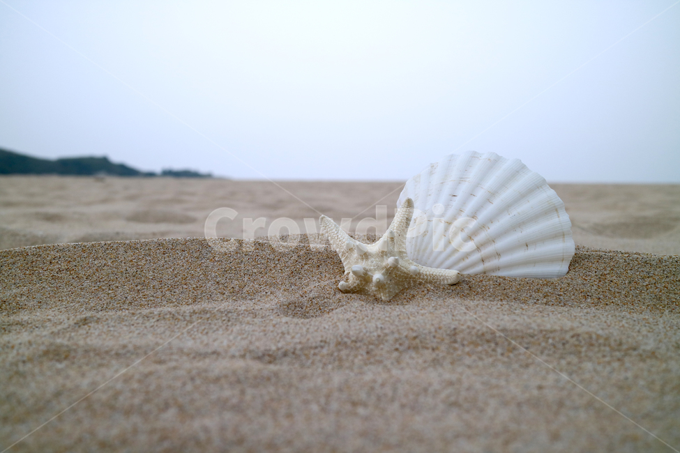 해변,여름,불가사리,조개,모래사장,모래,바다,해수욕장,바캉스,휴가,계절,조개껍데기,해변,바다,beach,sea