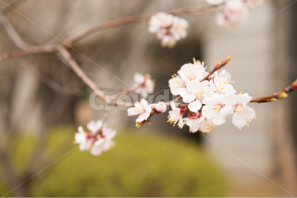 벚꽃,나무,분홍,봄,꽃,봄,계절,spring,season,식물,자연,plants,nature,꽃,flower,감성,sensible,feeling,plant