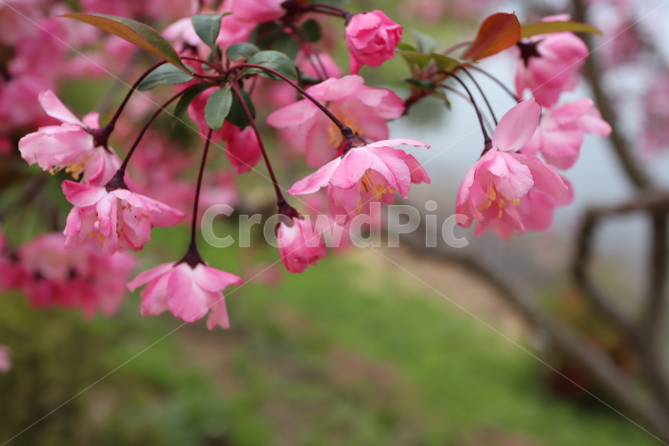 pink,flower,꽃,봄,spring,봄,계절,spring,season,식물,자연,plants,nature,꽃,flower,plant,blossom,geranium,제라늄