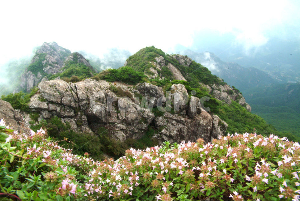 백리향,야생화,가야산,합천,산정상,자연,향기,자연,풍경,nature,landscape,outdoors,옥외,plant,식물