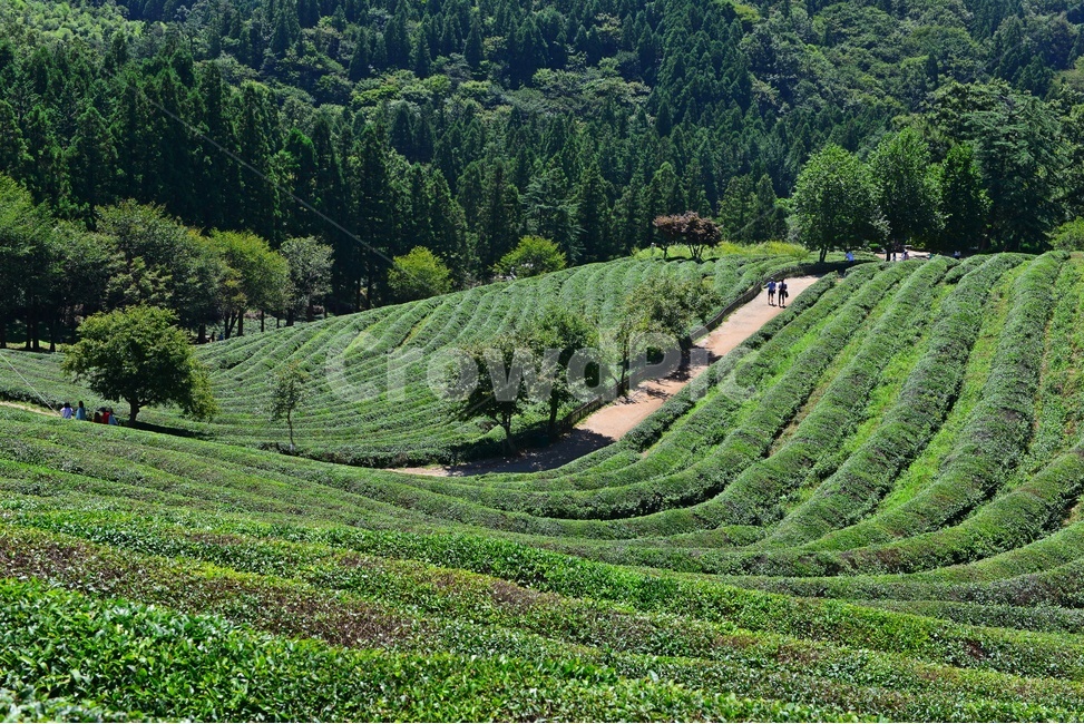 경치,경관,풍경,보성,대한다원,다원,차밭,녹차밭,녹차,녹차잎,농경,농사,경작,nature,자연,outdoors,옥외,hill,언덕,자연,풍경,nature,landscape