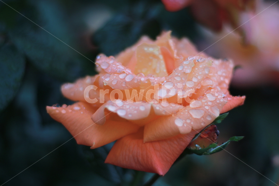 장미,꽃,식물,봄꽃,주황색,식물,자연,plants,nature,꽃,flower