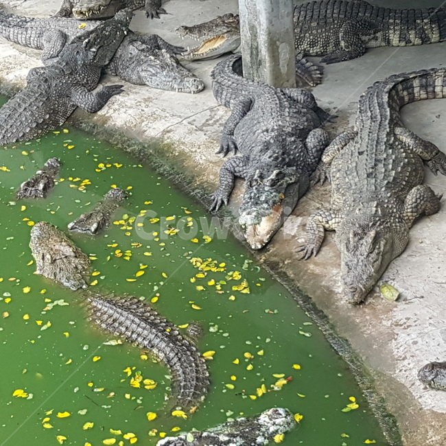 악어,늪지대,자연,무서운,이빨