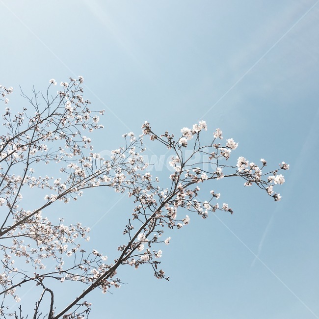 plant,식물,blossom,flower,꽃,cherryblossom,벚꽃