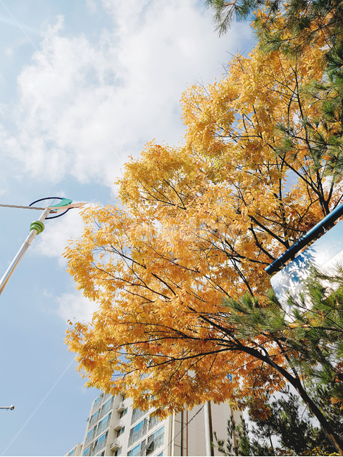 하늘,가을,낙엽,단풍,감성,계절,나무,가로등,가을,계절,fall,autumn,season,식물,자연,plants,nature,tree,plant