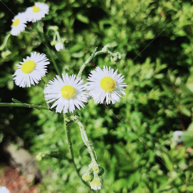 여름,개망초,자연,꽃,계란후라이,summer,nature,flower,순수,하얀,초록,풀잎,엽서사진,카드,정사각형사진,식물,자연,plants,nature,꽃,flower