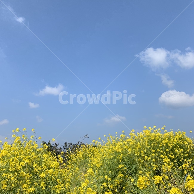 유채꽃,하늘,구름,풍경,꽃,제주도,봄,들,field,식물,자연,plants,nature,꽃,flower