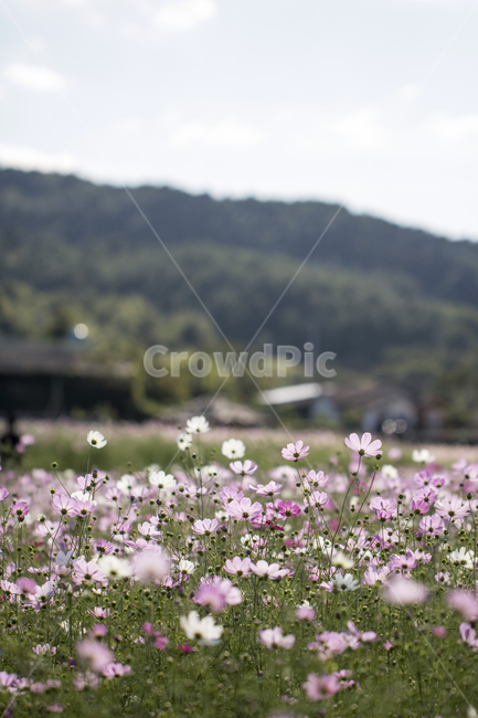 cosmos,sky,clouds,flower field,landscape,scenery,flower,plant,nature,autumn