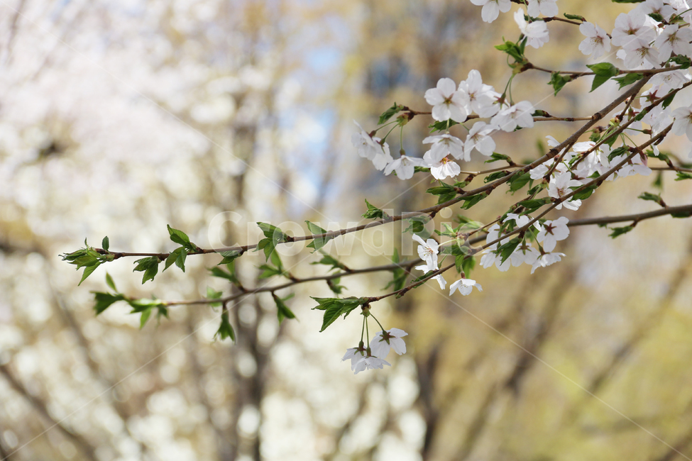 벛꽃,사쿠라,cherryblossom,봄,꽃,봄꽃,벚꽃,자연,봄,계절,spring,season,식물,자연,plants,nature,꽃,flower,plant,cherry blossom,blossom