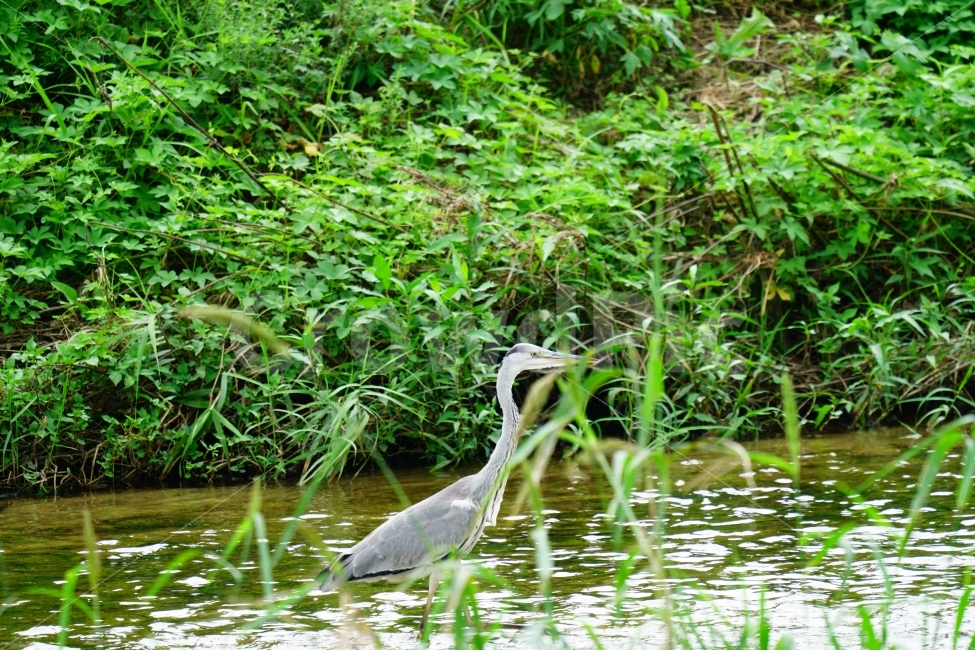 왜가리,새,조류,동물,animal,자연,하천,강,습지,식물,이파리,풀,풍경,nature,landscape,bird,river,water,여름,summer,감성사진,감성,힐링,힐링사진,야생,birds,들새,경치,스냅,스냅사진,스넵,스넵사진,snap,한국의자연,한국풍경,동물,animal,조류,새,birds