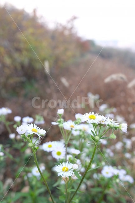 억새,가을,감성사진,감성,파란하늘,하늘,가을사진,사진,꽃,flower,개망초,식물,자연,plants,nature,꽃,flower