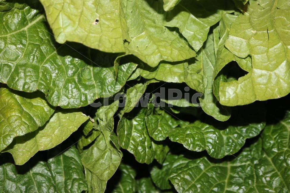 배추,야채,채소,식물,음식,재료,cabbage,hakusai,vegetable,yasai,plants,shokubutsu,초록,green,midori,그림자,shadow,kage,음식,식재료,요리,food,cook,meal,dishes,food reserves,채소,야채,vegetables