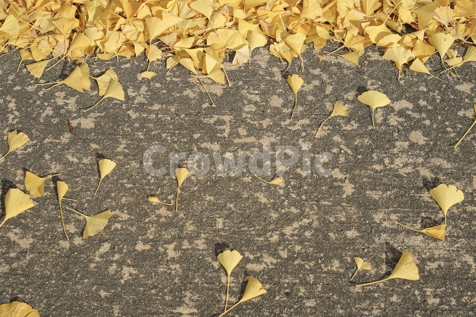 가을,단풍,낙엽,메이플,fall,은행나무,노랑색,가을,계절,fall,autumn,season,ground,바닥,leaf,잎,plant,식물