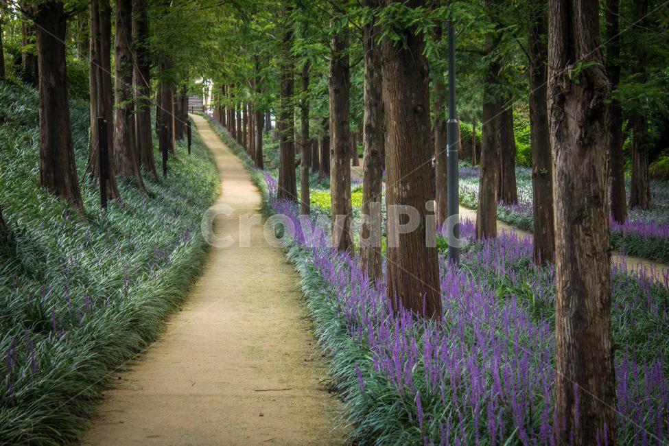 광주,문흥동,맥문동꽃,맥문동꽃길,산책길,숲길,여름,풍경,여름풍경,자연,풍경,nature,landscape,plant,식물,tree,나무