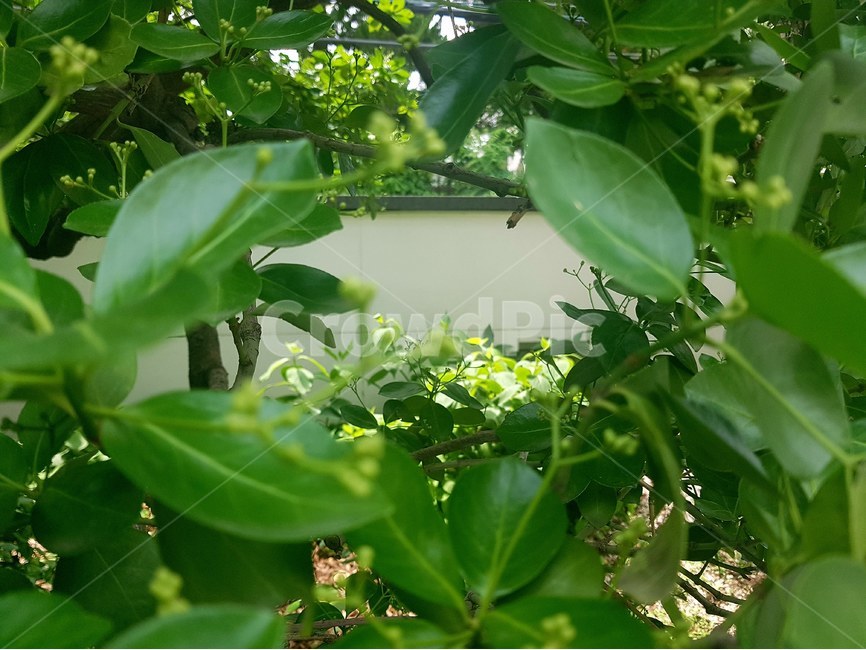 초록,나뭇잎,흰벽,흰색,잎사귀,초록배경,green,whitewall,식물,자연,plants,nature
