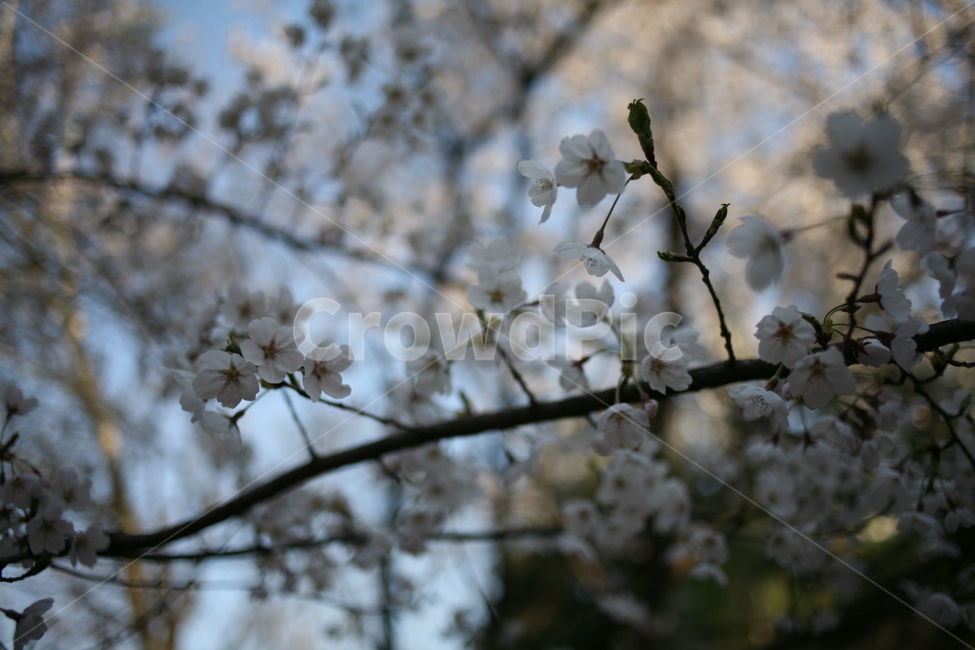 꽃,벚꽃,flower,cherryblossom,정릉,blossom,plant,식물