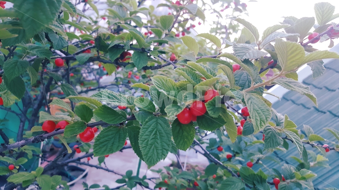 앵두나무,열매,식물,초여름,자연,배경,옥상식물,재배,정원꾸미기