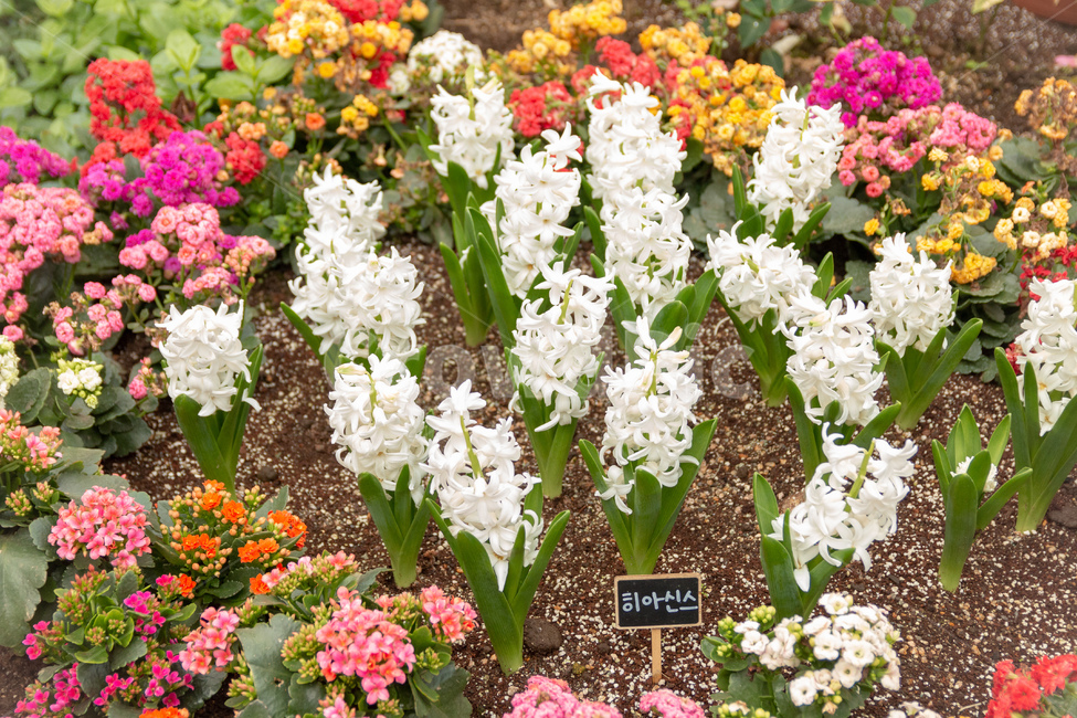 flower,꽃,정원,garden,히아신스,식물,자연,plants,nature,꽃,flower