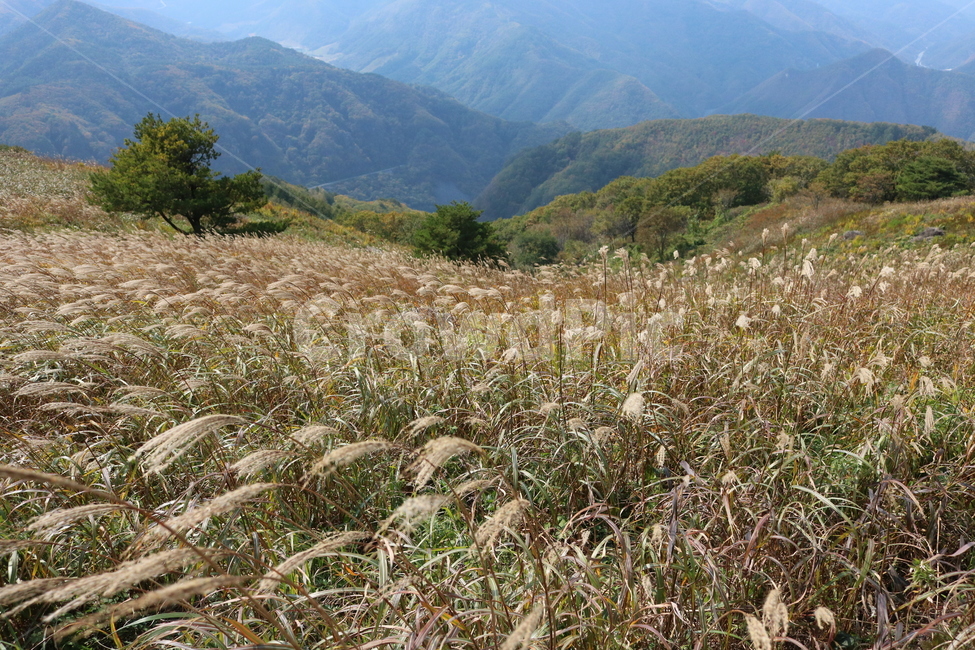 민둥산,가을억새,억새,가을,nature,자연,잔디,식물,lawn,grass,plant,가을,계절,fall,autumn,season,자연,풍경,nature,landscape,식물,plants