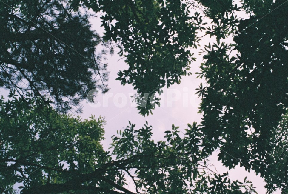 나무,하늘,산,초록,여름,자연,풍경,nature,landscape