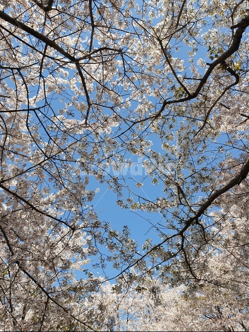 벚꽃,벚꽃가지,배경,벚꽃배경,배경화면