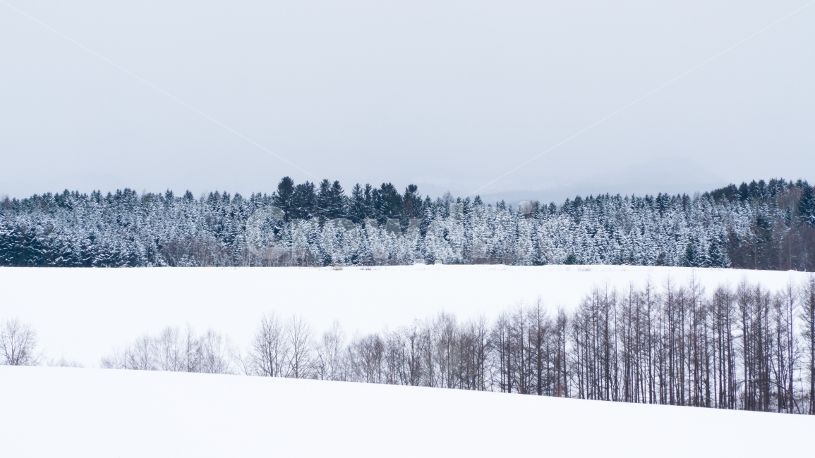 자연풍경,세계,일본,북해도,비에이,japan,홋카이도,겨울,겨울,계절,winter,season,자연,풍경,nature,landscape,tree,나무,plant,식물,fir,전나무