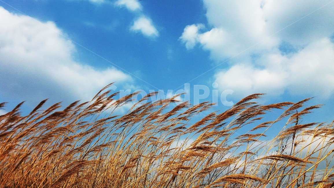 억새,하늘,구름,가을,바람,가을,계절,fall,autumn,season,grass,잔디,plant,식물,lawn,reed,갈대