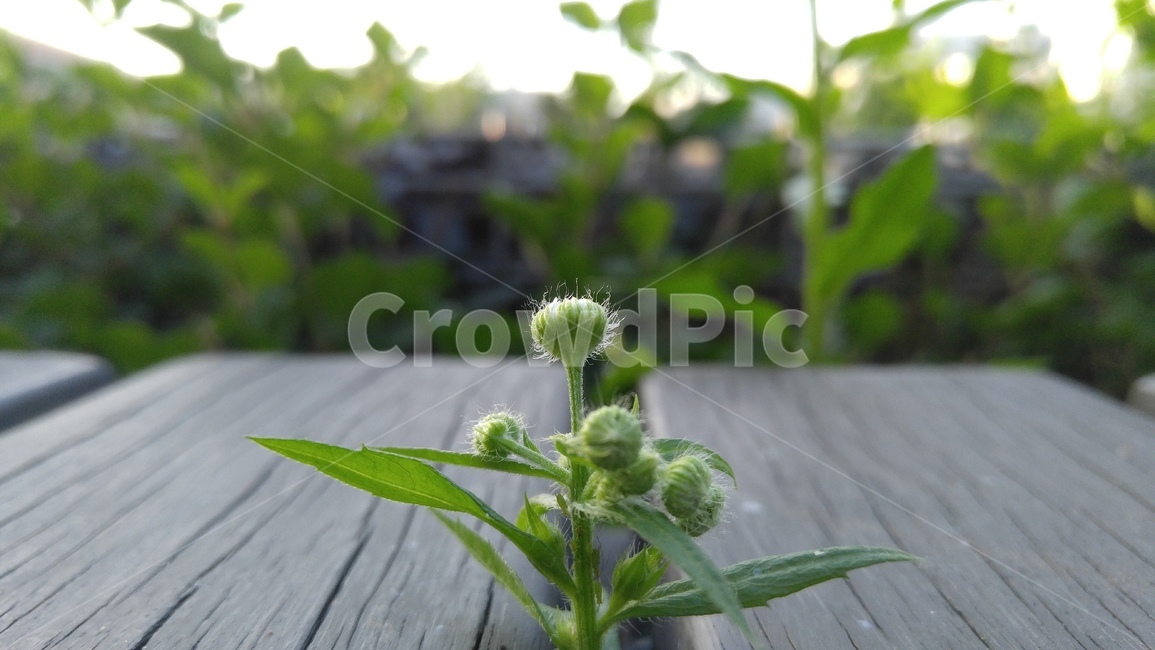 개망초,꽃,풀,식물,녹색,회색,햇살,배경,감성,계절,공원테이블,flower,grass,flants,green,gray,sunbeam,background,emotional,season,aparktable