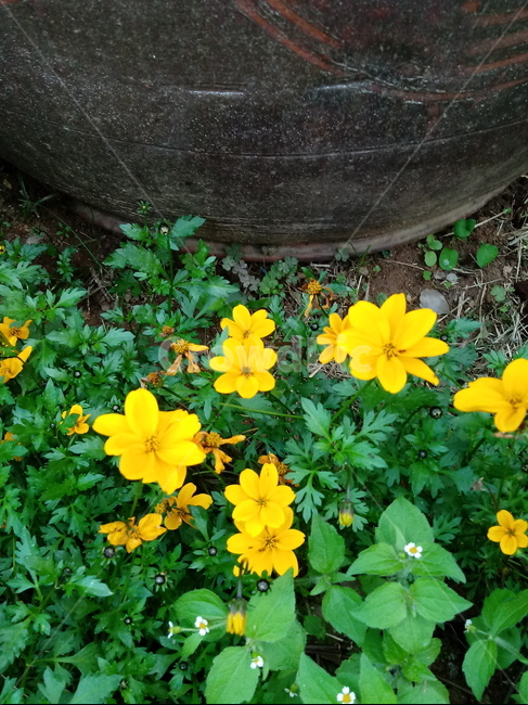 꽃,식물,꽃잎,plant,flower,blossom,황매화,노란색꽃,장미과,식물,자연,plants,nature,꽃,flower