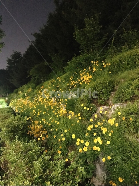 산책길,꽃,밤,돌,산책