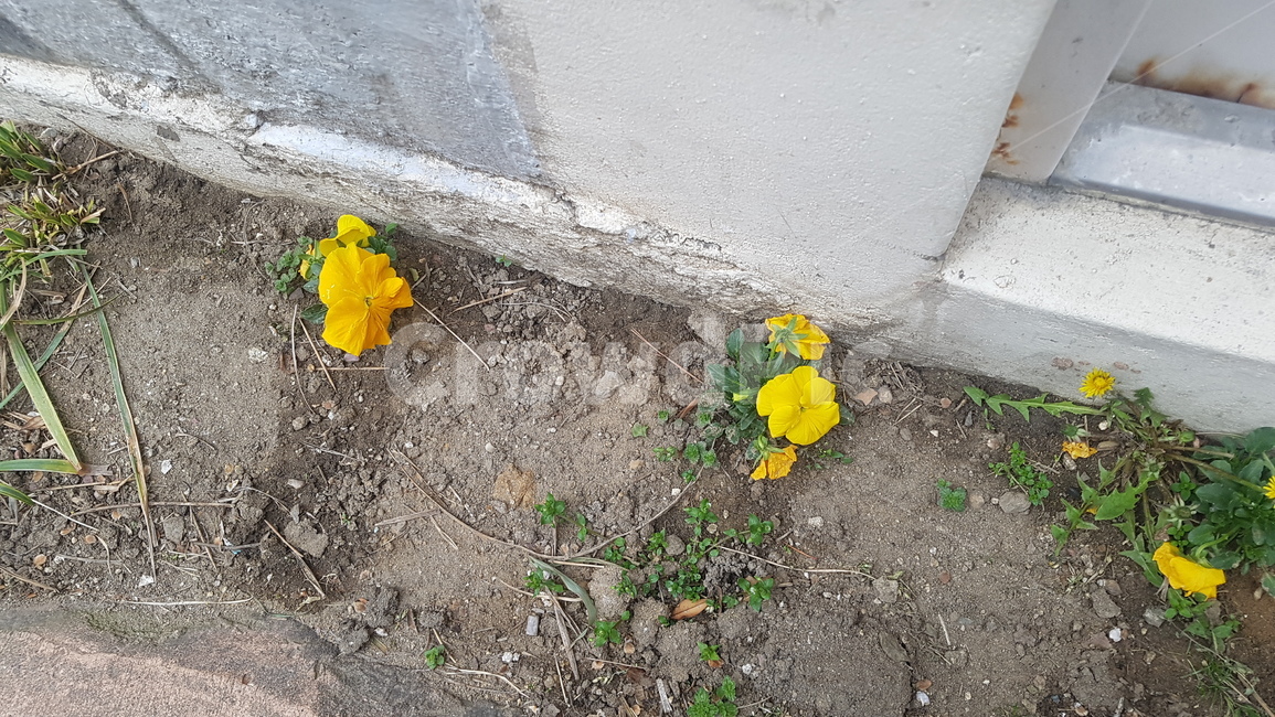 ground,바닥,꽃,들꽃,봄꽃