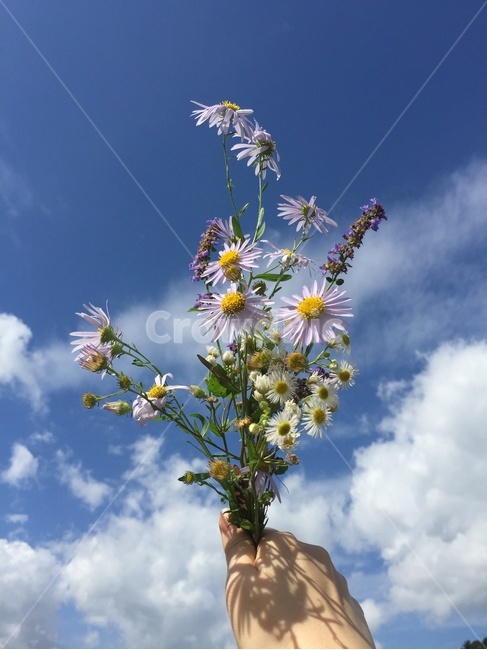 꽃,가을,하늘,가을하늘,가을꽃,식물,자연,plants,nature,꽃,flower