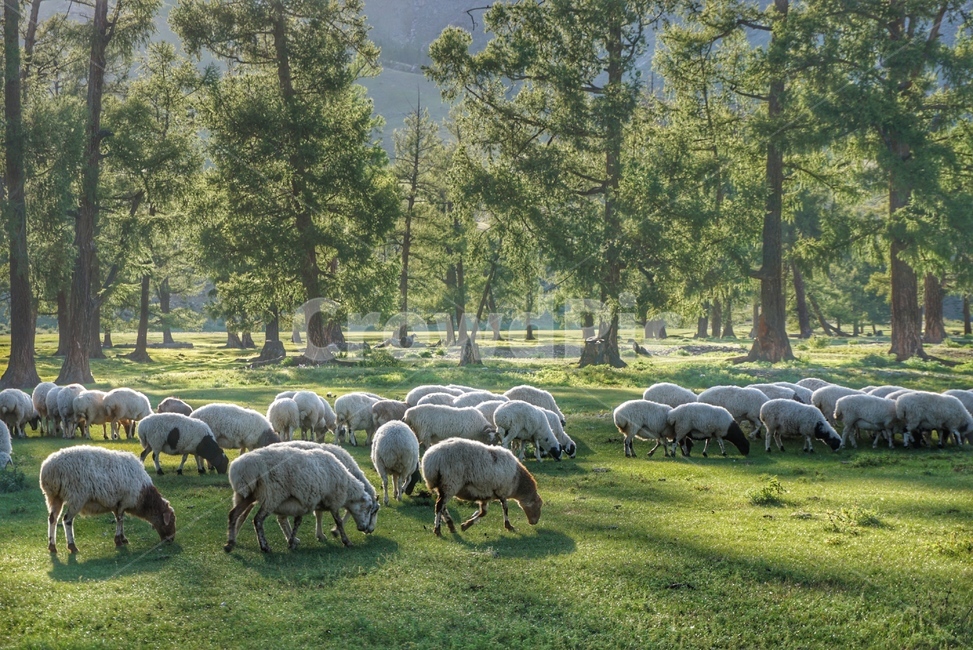 land,땅,몽골,mongolia,sheep,양,animal,동물,flock,대군,목초지,grassland,자연,nature,동물,animal,포유류,mammal