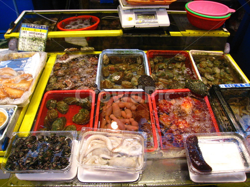 수산시장,해산물,제주도,개불,멍게,해삼,조개,낙지,전복,문어,소라,보말,시장,수산물,수족관,어항,시장,마트,마켓,market,mart,market place,음식,식재료,요리,food,cook,meal,dishes,food reserves,수산물,해산물,fishery products,seafood