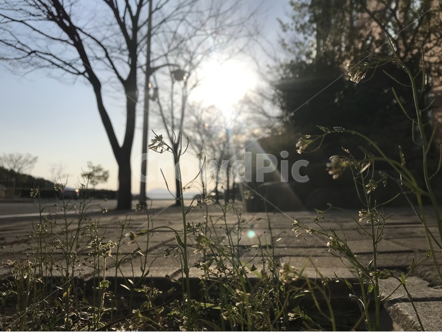 풀,역광,자연,해질녘,노을,식물,자연,plants,nature,꽃,flower