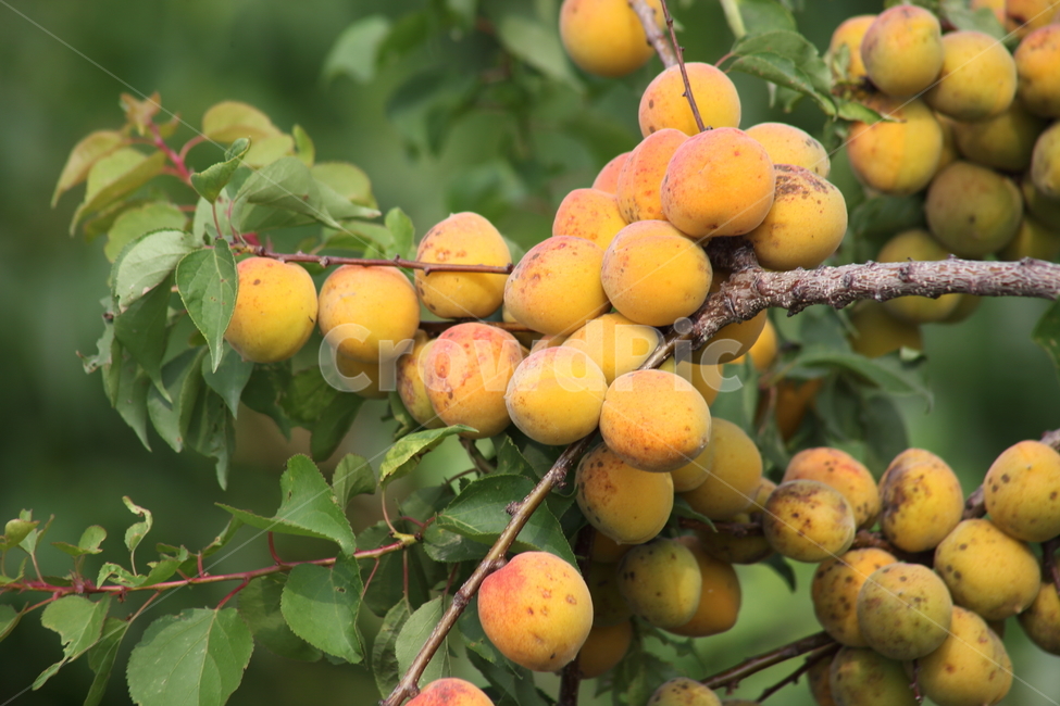plum,Fruit,japaneseapricot,yellow plum,medicinal plants