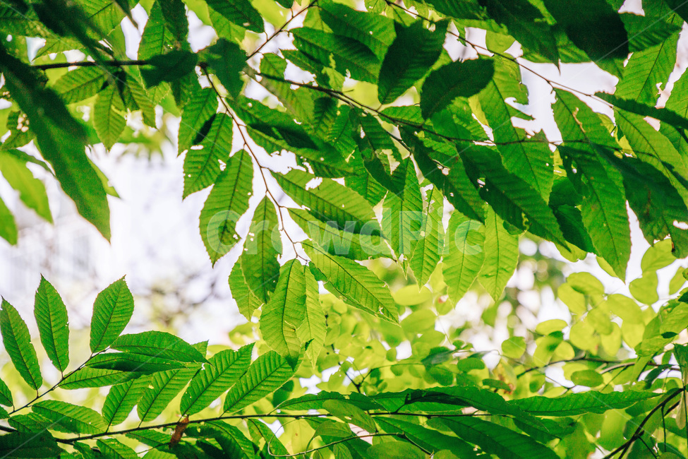 나무,나뭇잎,감나무,풀잎,초록,자연,싱그러운,햇살,tree,green,leaf,식물,자연,plants,nature
