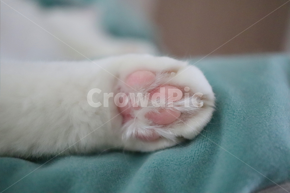 고양이,동물,고양이발바닥,고양이젤리,분홍젤리,동물,animal,포유류,mammal,고양이,cat,kitten,kitty