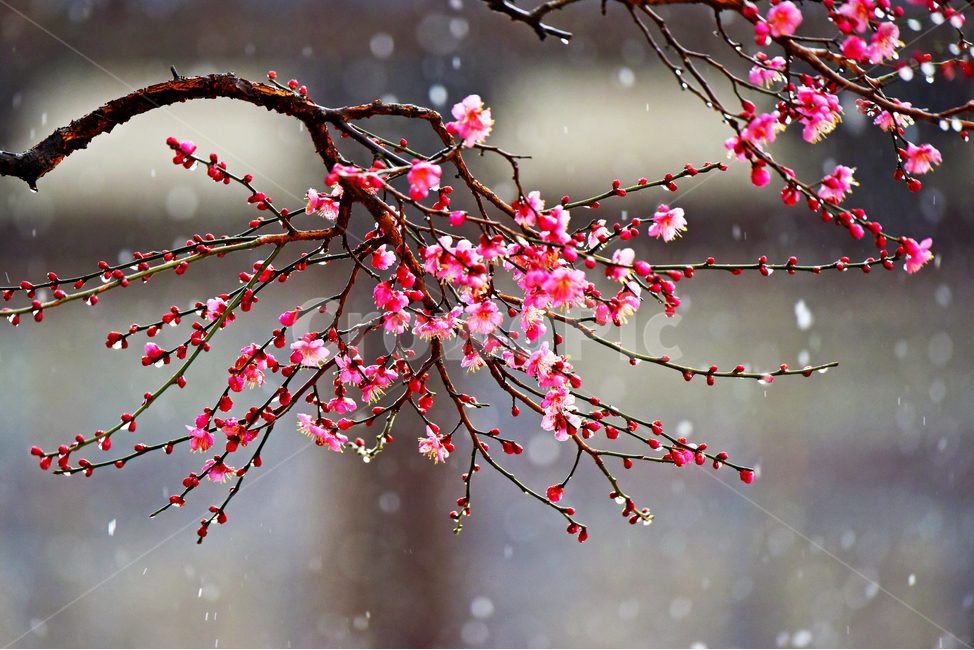 매화,홍매화,눈,비,눈비,봄,계절,plant,식물,flower,blossom,꽃,petal,꽃잎,식물,자연,plants,nature,꽃,flower
