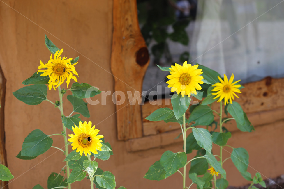 해바라기,plant,식물,sunflower,flower,식물,자연,plants,nature,꽃,flower