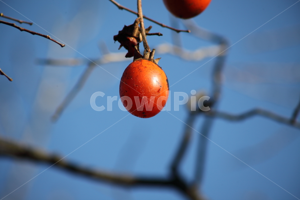 감나무,감,홍시,가을,persimmon,fruit,까치밥,식물,자연,plants,nature,과일,열매,fruit