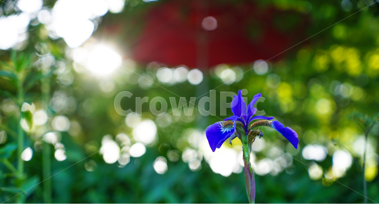 붓꽃,꽃창포,파라솔,보라빛,야생화,습지,식물,자연,plants,nature,꽃,flower