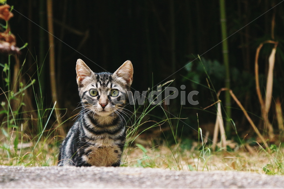 고양이,시선,cat,풀,자연,nature,grass,귀여움,동물,동물,animal,포유류,mammal,고양이,cat,kitten,kitty