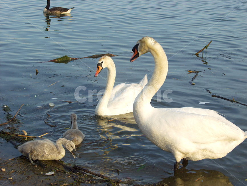 백조,가족,새끼,호수,swan,familiy,kid,lake,ppt,kids,bird,water,togather,동물,animal,조류,새,birds