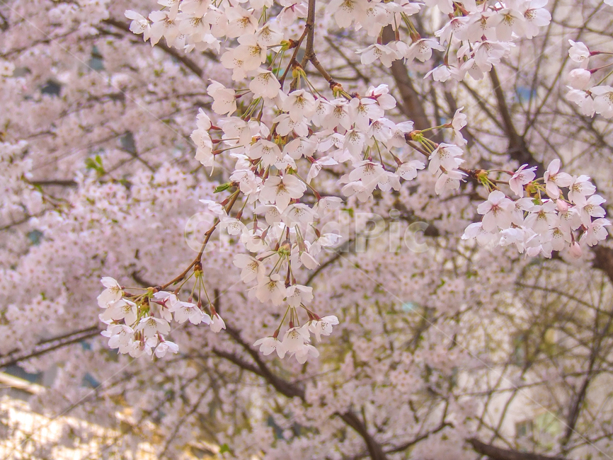 봄,벚꽃,계절,벚꽃나무,꽃놀이,꽃,나무,식물,자연,plants,nature,trees,cherryblossom,season,flowers