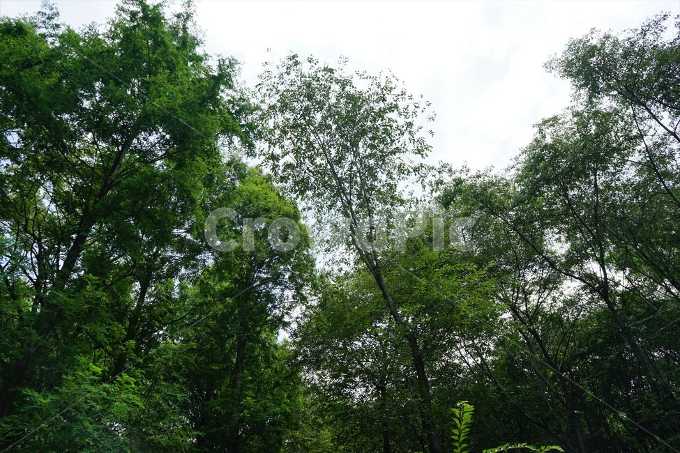 숲,자연,그늘,나무,녹음,녹색,forest,nature,shodow,trees,green,힐링,휴식,시원함,고요함,healing,relaxation,cool,calm,forestbathing,freshness,자연,풍경,nature,landscape,tree,plant,식물